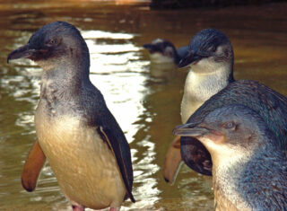 Featherdale-Wildlife-Park Australia ©David-Ireland-Tourism-Australia-EXPIRES-04.01.2018