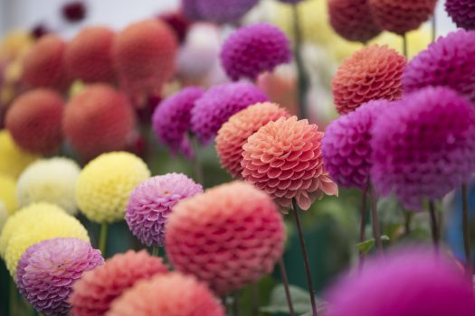 RHS Garden Wisley, nr Woking, Surrey - Display of colourful Dahlia at The National Dahlia Society Annual Show © RHS, Joanna Kossak