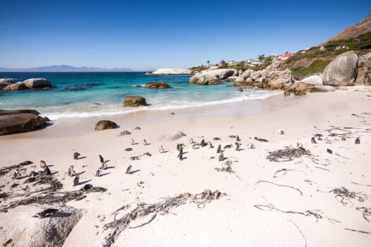 Penguins at Boulders Beach, South Africa