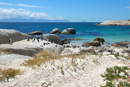 Penguins at Boulders Beach, South Africa