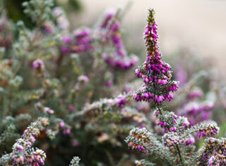 Purple heather in the Winter Garden at Dunham Massey