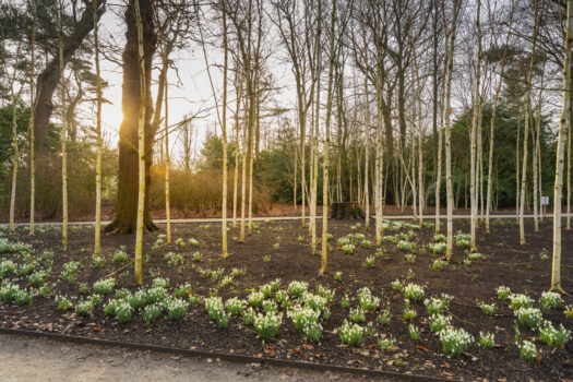 Silver birchtree and snowdrops in the Winter Garden at Dunham Massey