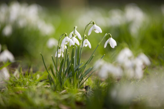 Snowdrops at Dunham Massey