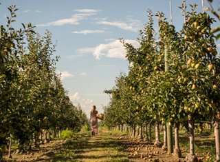 Apple picking at an Orchard in Kelowna