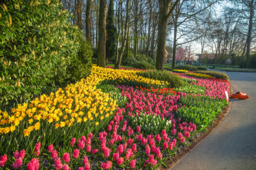 Keukenhof Gardens, holland, dutch bulbfields, gardens, tulips