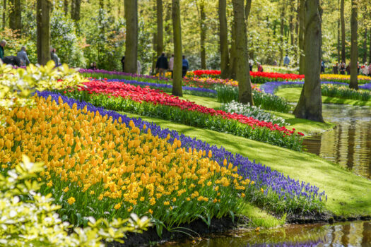 Keukenhof gardens, tulips