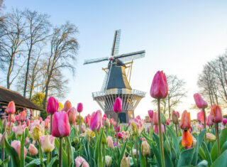 Keukenhof gardens, tulips, windmill