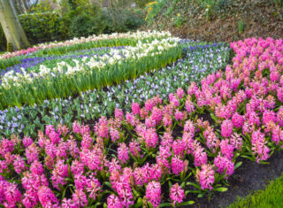 Keukenhof gardens, tulips, flowers