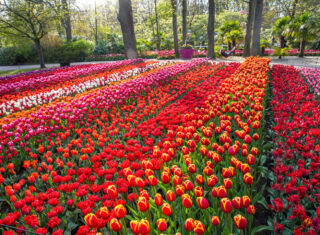 Keukenhof gardens, tulips, flowers