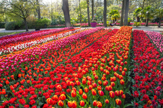 Keukenhof gardens, tulips, flowers