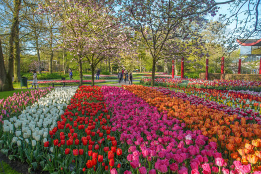 Keukenhof gardens, tulips, flowers