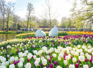 Keukenhof Gardens, holland, dutch bulbfields, gardens, tulips