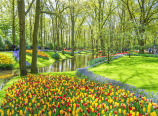 Keukenhof, Gardens, tulips, river