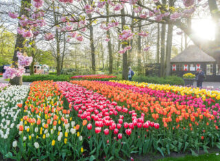 Keukenhof Gardens bulbfields, tulips