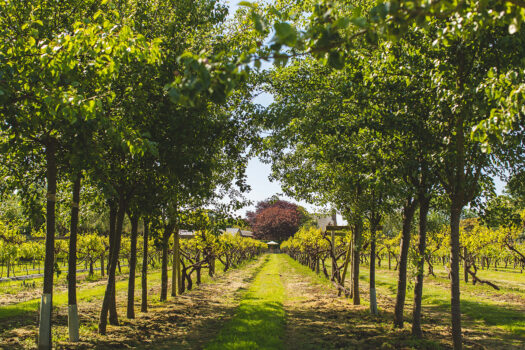 La Mare Wine Estate, Jersey, Channels Islands