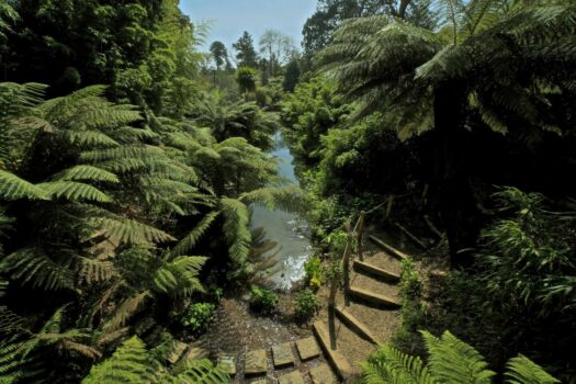 Jungle at Lost Gardens of Heligan