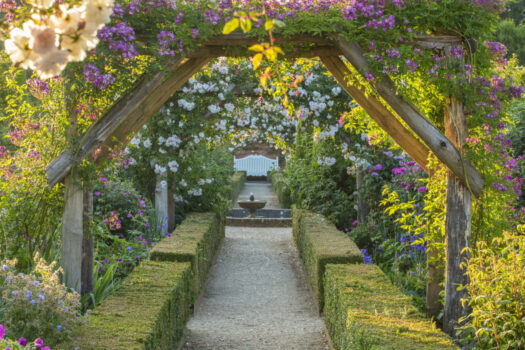 Rose Veilchenblau on arch, in rose garden