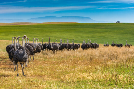 South Africa, Ostriches, Oudtshoorn