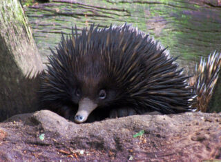 Featherdale-Wildlife-Park Australia