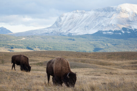 Two buffalos grazing in Waterton