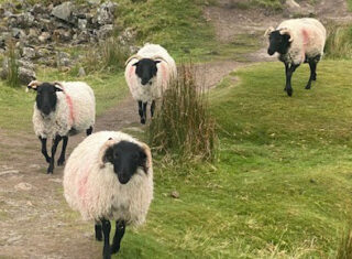 Connemara with sheep