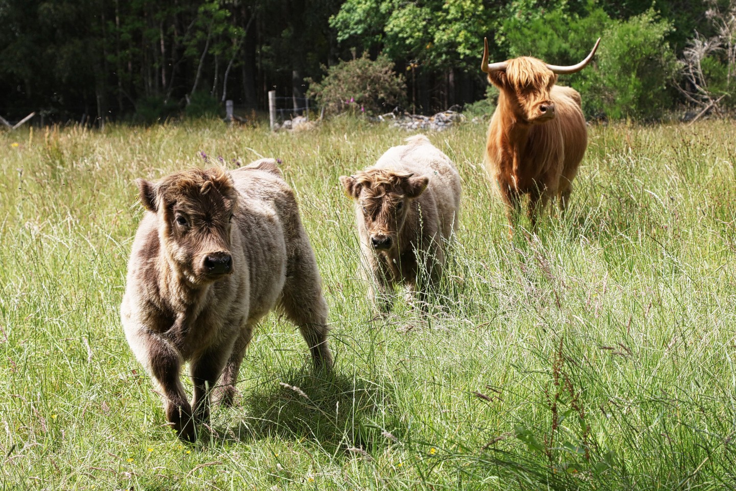 Aberdeenshire Highland Cattle, Aberdeen, Scotland (02-NCN) - Greatdays ...