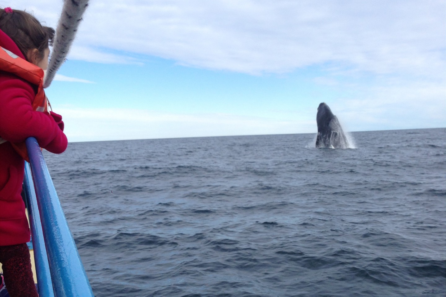 Whale watching Ballena Salt, peninsula Valdez, Puerto Madryn ...