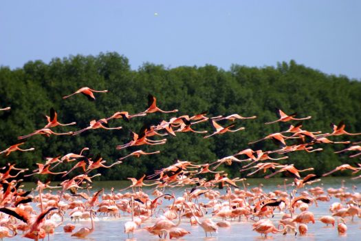 Flamingos Yucatan, Mexico © Tritour