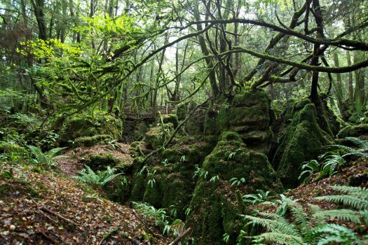 Forest of Dean, Gloucestershire - Puzzlewood - Trees © Puzzlewood ...