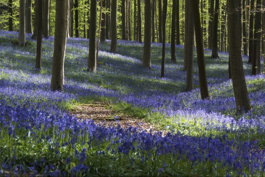 The Bluebells Of Belgium Greatdays Group Travel