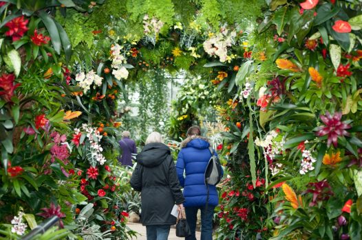 Kew Gardens, London - Orchid festival display in Winter ©citycruises.com