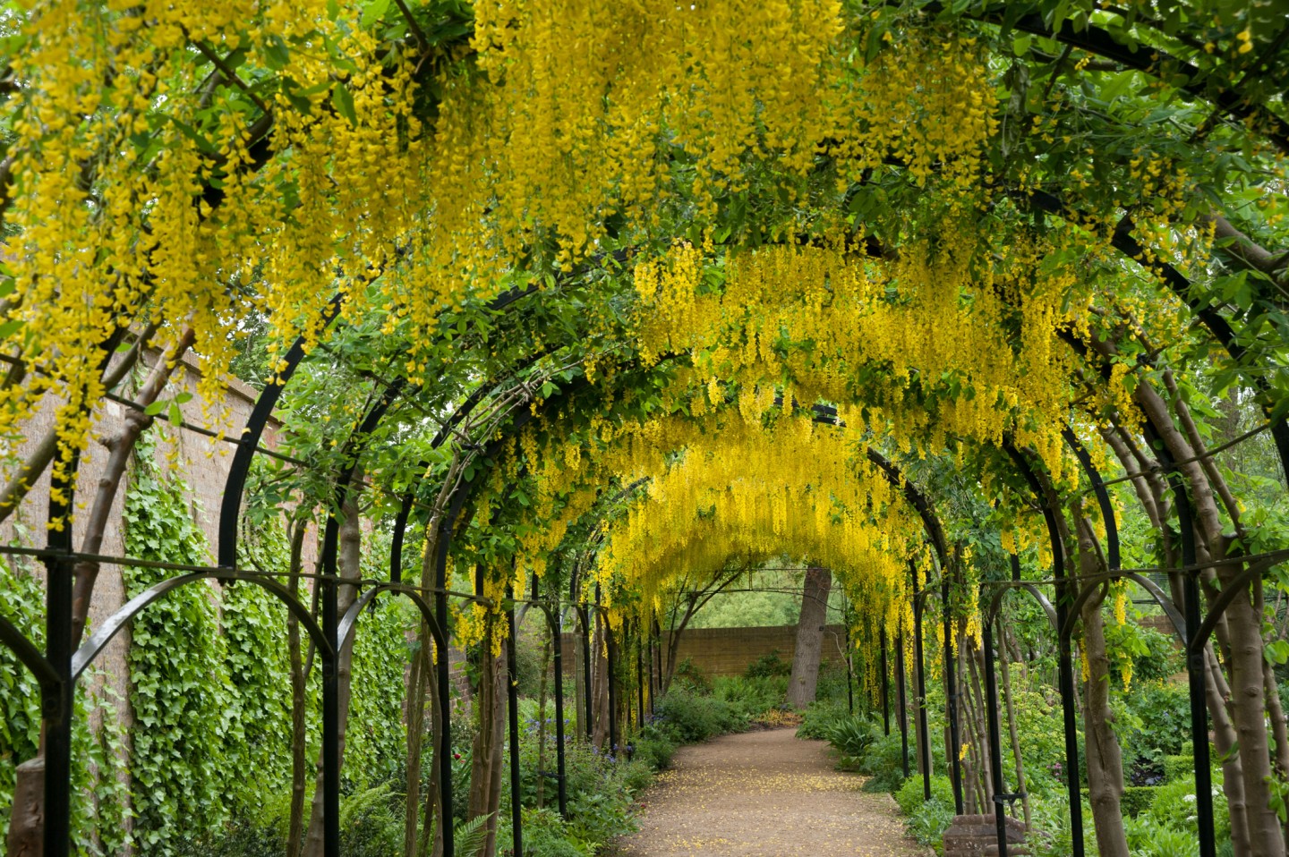 Laburnam Arch ©RBG Kew - Greatdays Group Travel