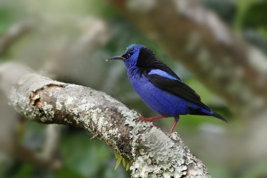 When Feathers Were the Treasures of the Rainforest