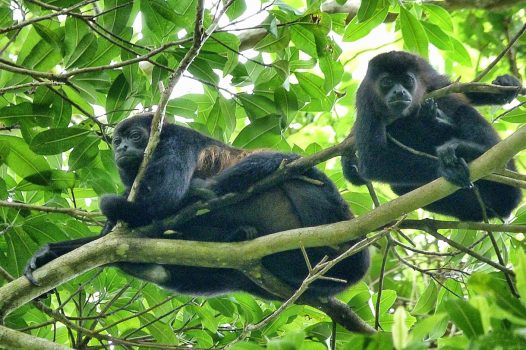 Panama, rainforest, wildlife, monkey © Owner www.panamajourneys.com