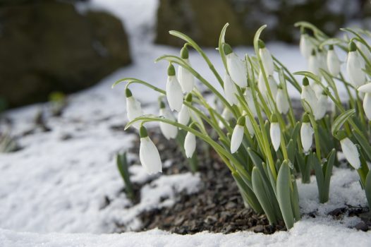 Snowdrops © Kew Gardens