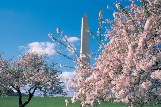 Cherry Blossoms Across the USA