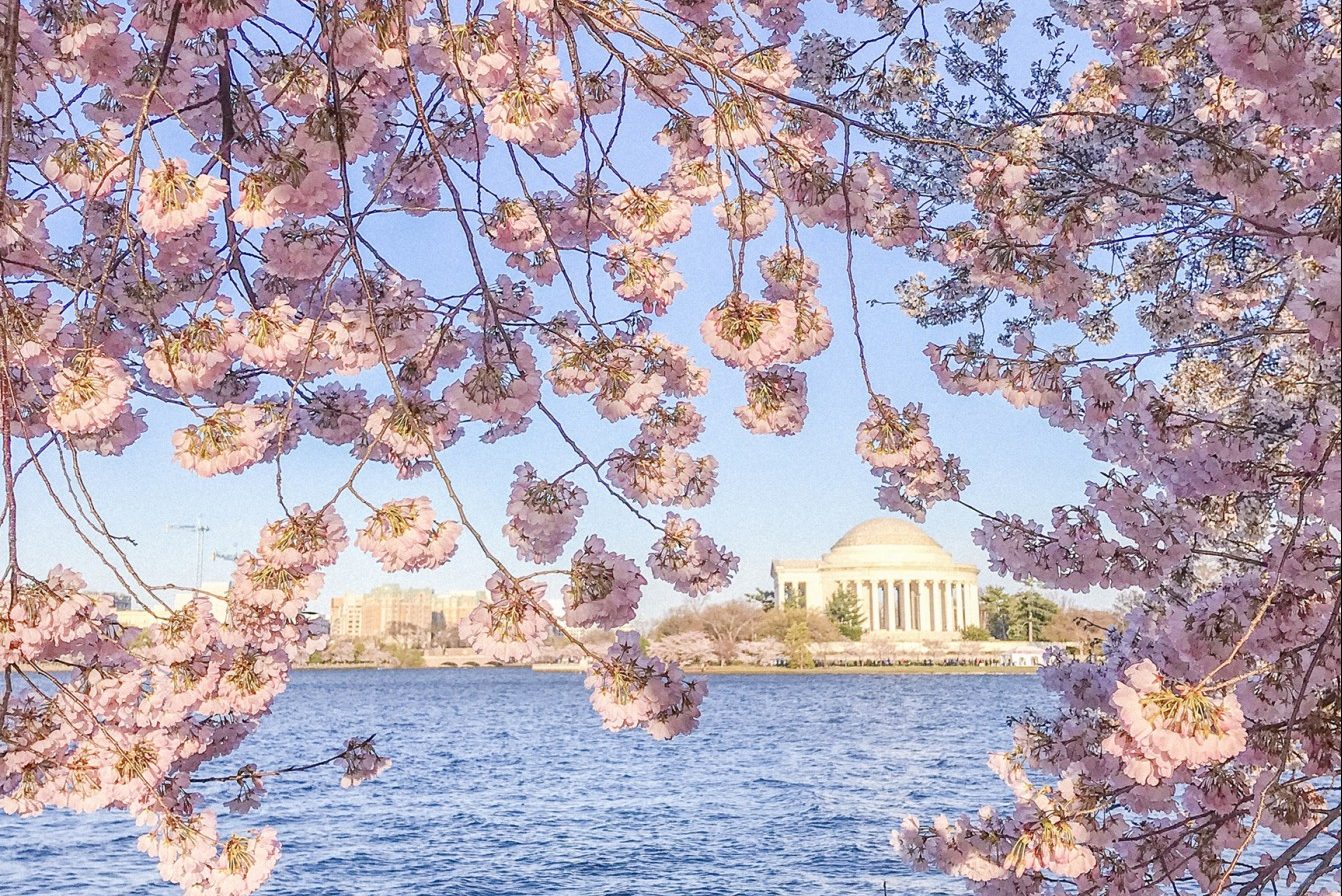 Cherry Blossom Festival & U.S. Gardens Greatdays Group Travel
