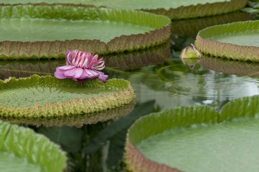 Giant Waterlillies © Kew Gardens